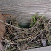 nest pacific wren