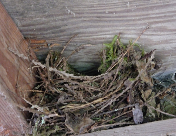 nest pacific wren | Project Noah