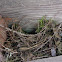 nest pacific wren