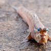 Mudskipper