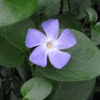 Large Periwinkle, Greater Periwinkle and Blue Periwinkle (Vinca major)