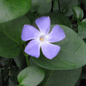 Large Periwinkle, Greater Periwinkle and Blue Periwinkle (Vinca major)
