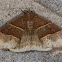 Maple Looper Moth