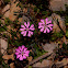 Silene colorata, Σιληνή η έγχρωμη