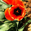 Orange tulip