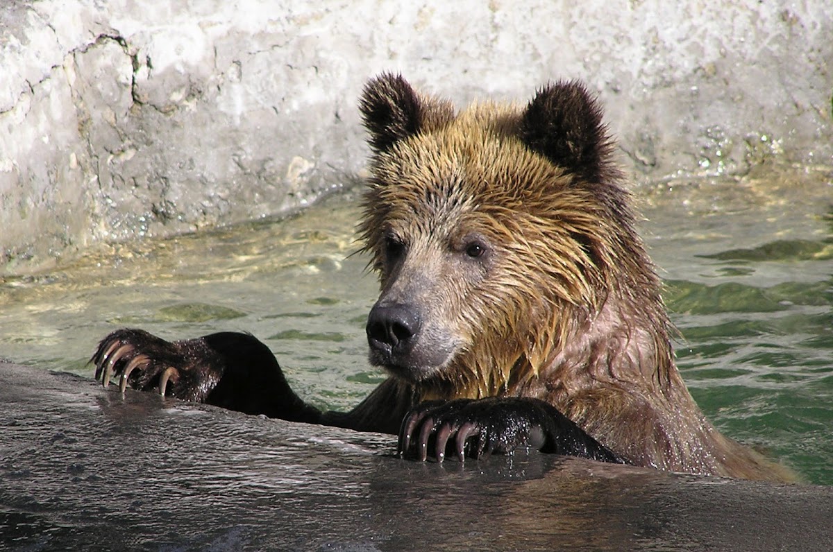 Grizzly Bear