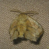 African Slug Caterpillar Moth