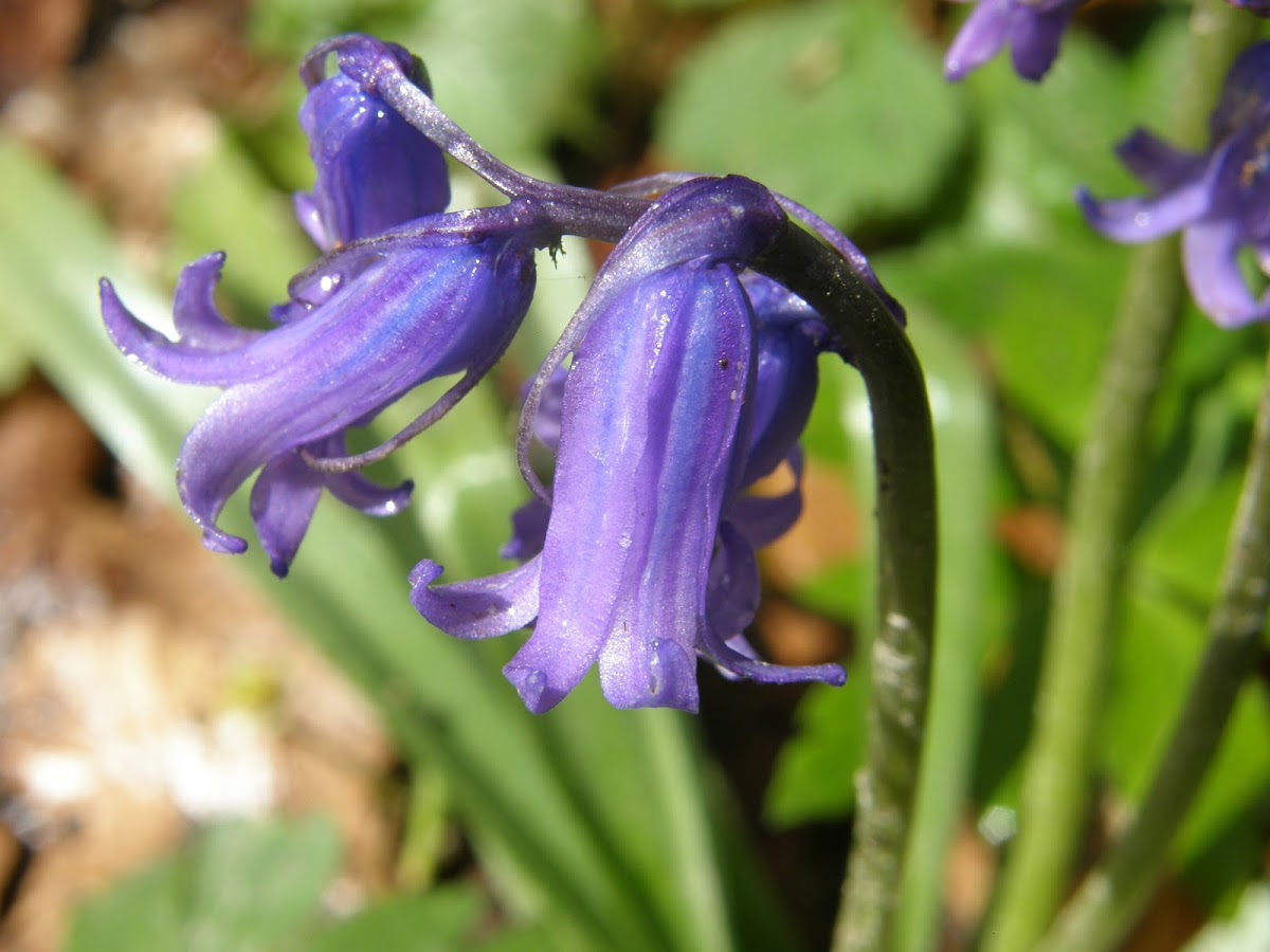 Bluebell/Wilde hyacint