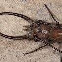 Dobsonfly