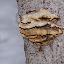 tree fungus ?