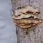 tree fungus ?