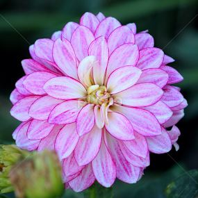 Pink Dahlia by Sherri Woodbridge - Flowers Single Flower