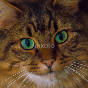 Green eyes by Christopher Fenning - Animals - Cats Portraits