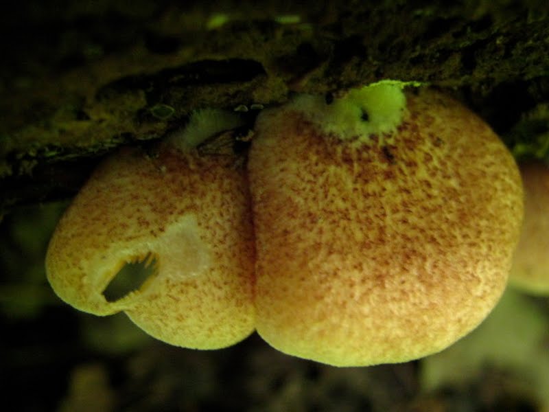 Cap of the crep-like mushroom