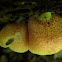 Cap of the crep-like mushroom