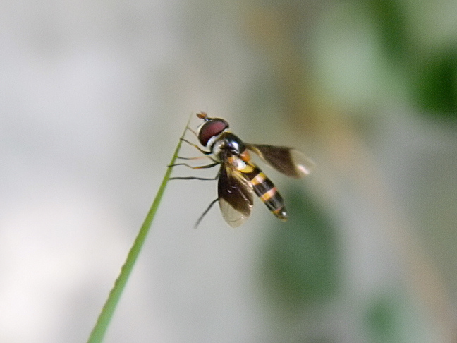 flower or hoverfly