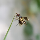 flower or hoverfly