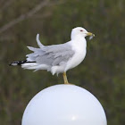 Herring Gull 