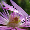 Pink Flower Spider