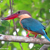 Stork-billed Kingfisher