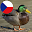 Animal sounds Českych Download on Windows