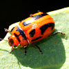 I-Mark Leaf Beetle ( Female )