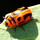 I-Mark Leaf Beetle ( Female )