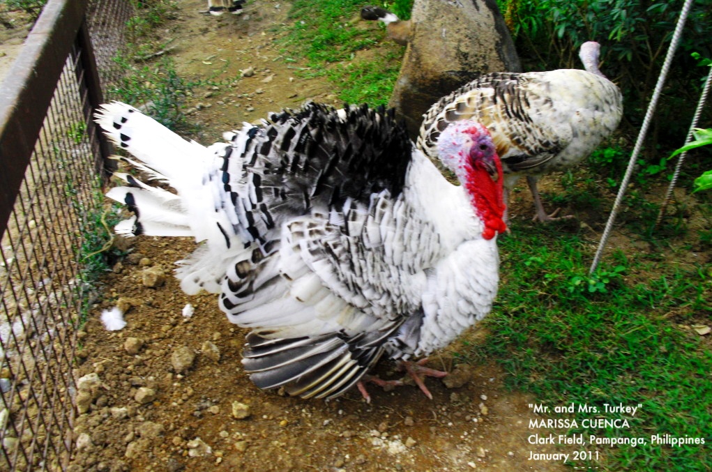 Domesticated Turkey