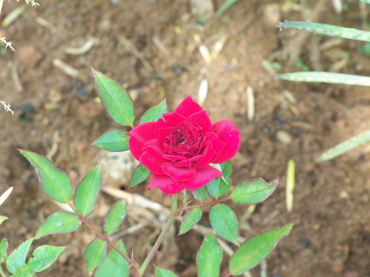 Mini Rosa