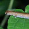 Amazon Climbing Salamander