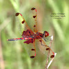 Calico Pennant Dragonfly (M)