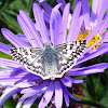 Common Checkered Skipper