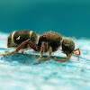 Velvet Ant