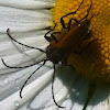 Soldier beetle, soldaatje (dutch)