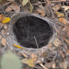 Tarantula Hole