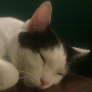 Cat Meower.apk 1.2