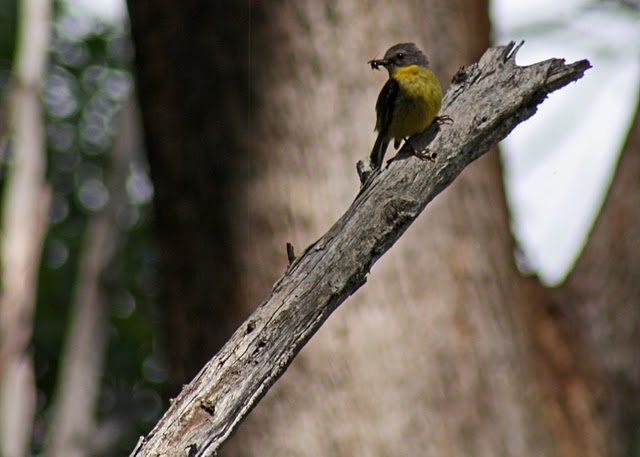 Eastern Yellow Robin  