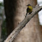 Eastern Yellow Robin  