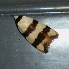 Oecophorid Moth