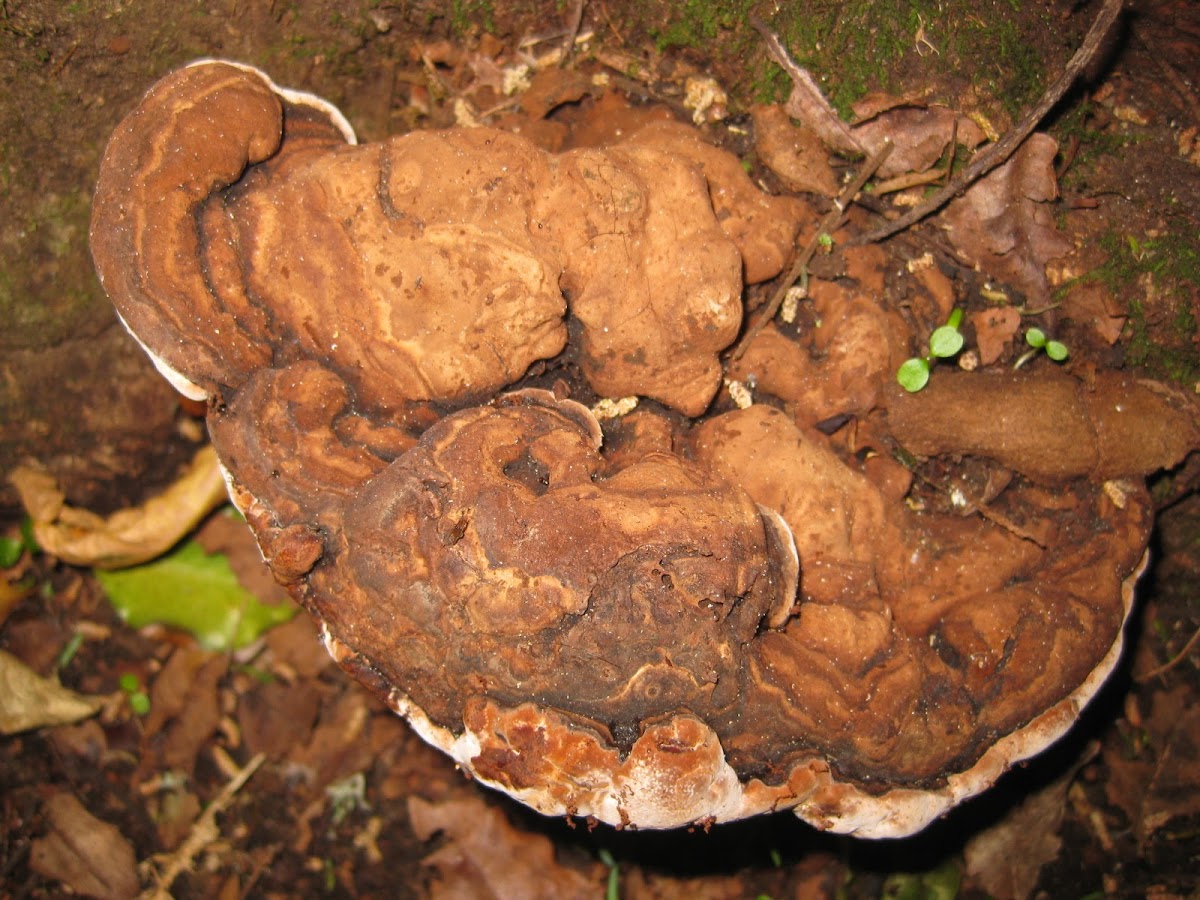 woody pore fungi