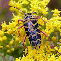 Locust Borer Beetle