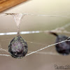 Bolas Spider Egg Sac