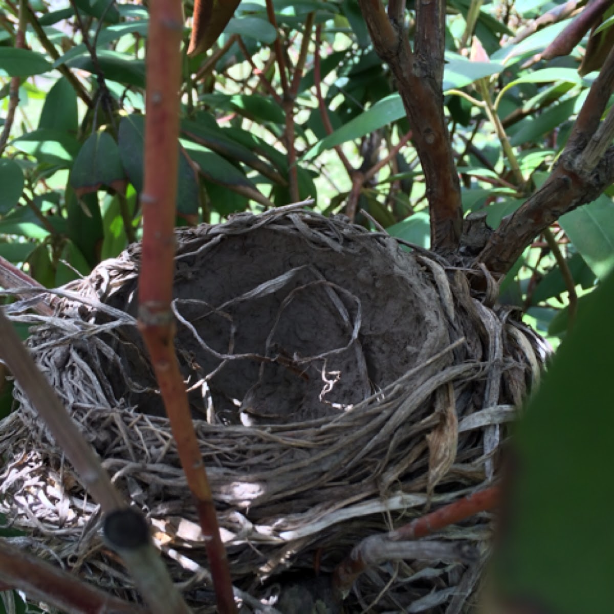 Robin's nest