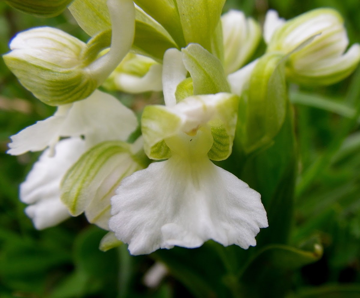 Green veined orchid (white form)