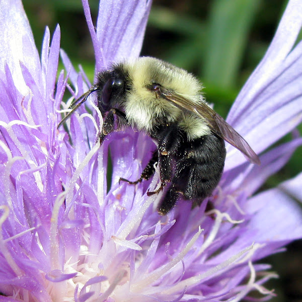 Common Eastern Bumble Bee | Project Noah