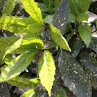 Spotted Laurel, Japanese laurel, Japanese aucuba, gold dust plant