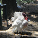 White Turkey