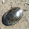 Painted (Mississippi river valley) turtle