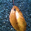 un identified orange leaf