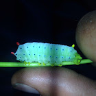 Promethea moth